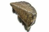 Woolly Mammoth Upper M Molar - North Sea Deposits #298474-3